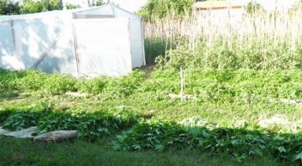 баба син внук арестувани канабис боеприпаси пловдивско