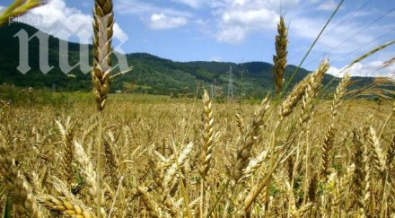добруджа жътвата започна две седмици рано