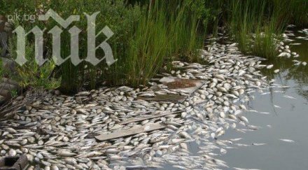 мъртва риба стресна жителите село драганово