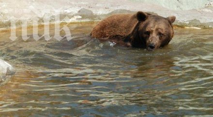 бейби бум софийския зоопарк