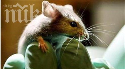 клонираха мишка капка кръв