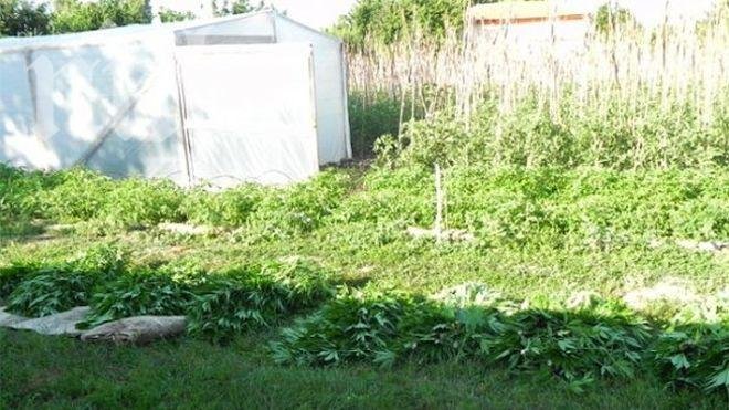 Баба, син и внук арестувани с канабис и боеприпаси в Пловдивско