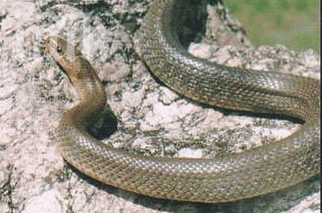 Еднометров смок изникна в детска градина в Севлиево