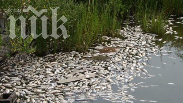 Мъртва риба стресна жителите на село Драганово