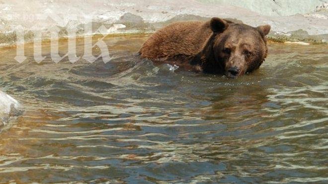 Бейби бум в софийския зоопарк

