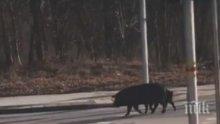 ГРУХ-ГРУХ: Прасета щъкат по пловдивски булевард