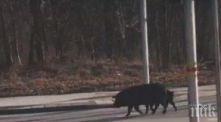 грух грух прасета щъкат пловдивски булевард