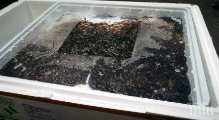 митничари спасиха 200 бебета змиорки видео