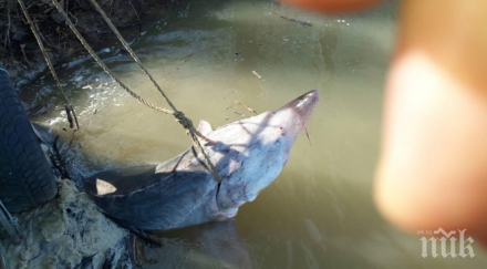 задържаха бракониери уловили 200 килограмова моруна