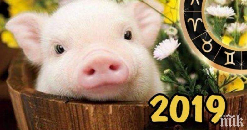 Родените в годината на Прасето са най-добрите любовници  