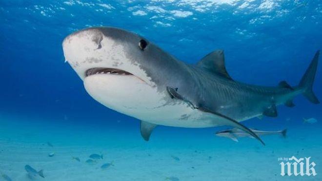 ЧУДО НА ПРИРОДАТА: ДНК анализ разкри как бялата акула спасява човечеството