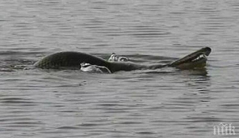 Чудовище: Тайнствен двуметров мутант предизвика паника в Китай