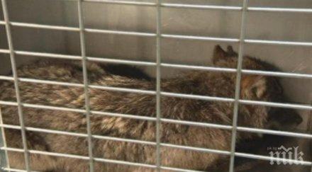 естонци спасиха куче оказа вълк