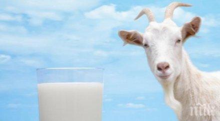 козето мляко спасява диабет