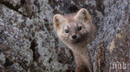 скандално екорекетьори зелени пускат нарочно норки стара загора