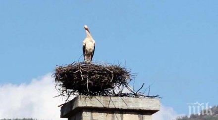 първият щъркел вече