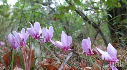 000 достига глобата бране пролетни горски цветя