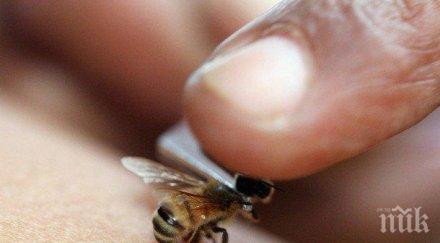 голямата пчела света завърна