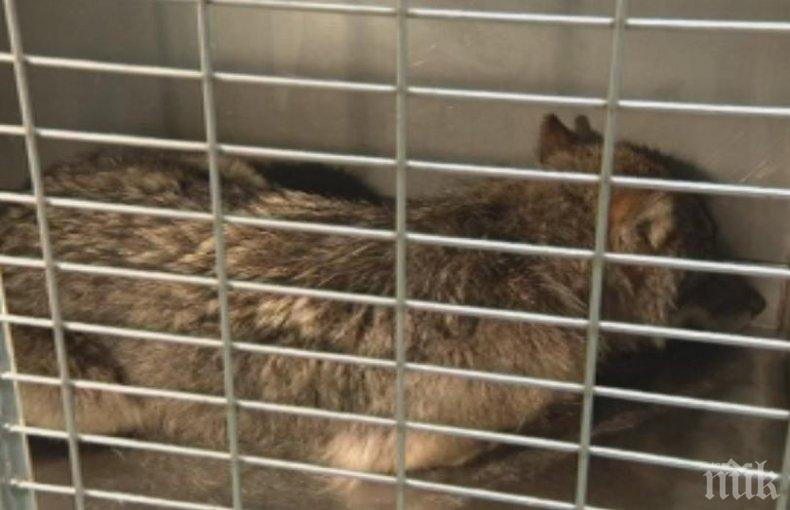 Естонци спасиха куче, то се оказа вълк