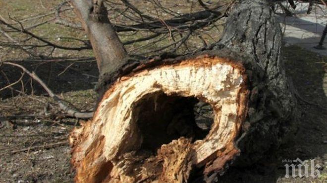 НЕЛЕП ИНЦИДЕНТ: Отсечено дърво падна върху главата на16-годишно момче