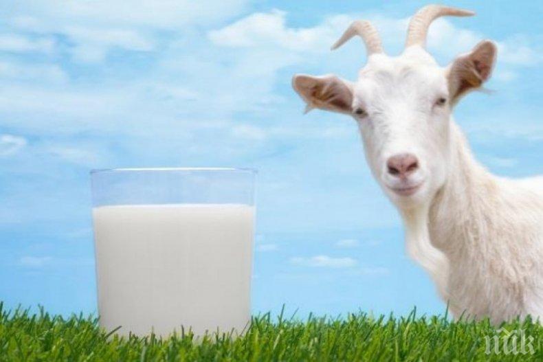 Козето мляко спасява от диабет