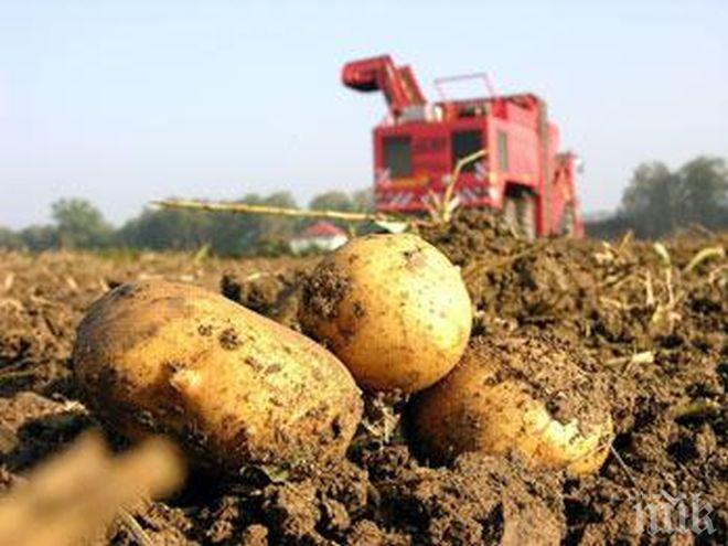 Отпускат 1,6 млн. лева за борба с вредителите по картофите