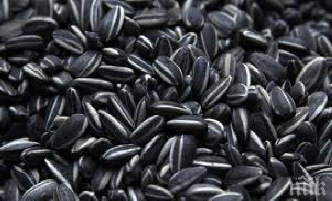 Забраняват плюенето на семки на обществените места в Трън