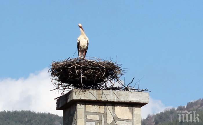 Първият щъркел вече е тук 