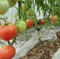 Цената на доматите скочи рекордно