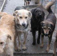 НАПАСТ: Охрид се напълни с бездомни псета