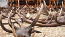 Горските заловиха бракониери с рога от елен и отстрелян глиган
