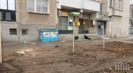 дупница садят фиданки улиците