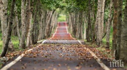 подновяват санитарното кастрене дърветата плевен