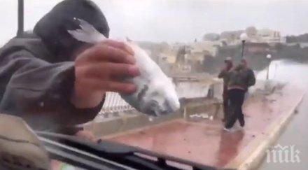 слука дъжд риби улиците малта видео
