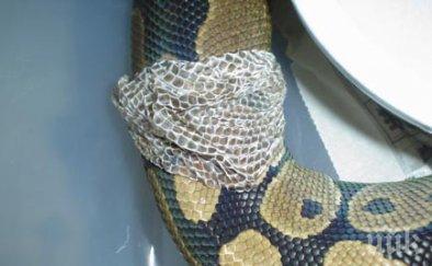 питон прелетя три континента скрит обувка