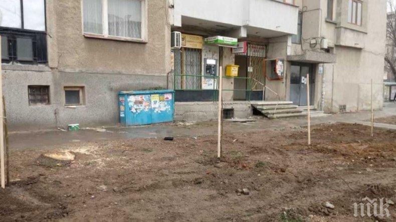 В Дупница садят фиданки по улиците