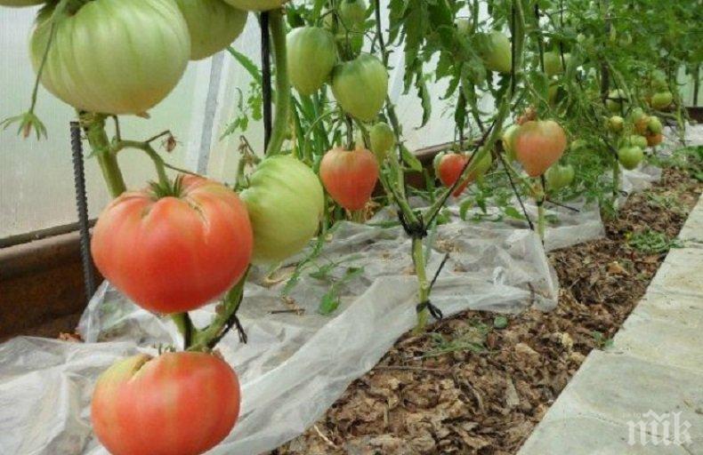 Цената на доматите скочи рекордно