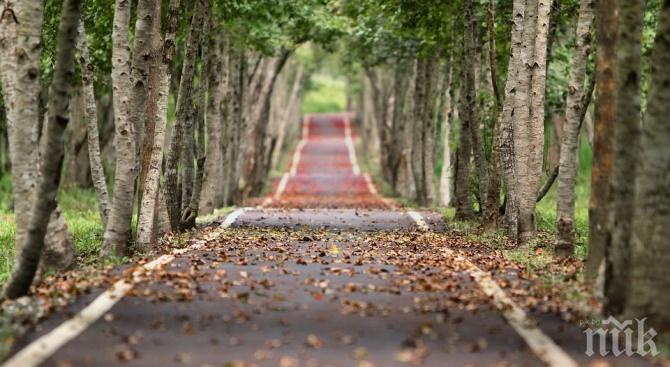 Подновяват санитарното кастрене на дърветата в Плевен
