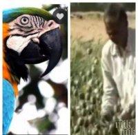 Папагали наркомани щурмуват маковите плантации в Индия 