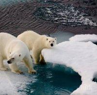 Белите мечки изчезват заради глобалното затопляне