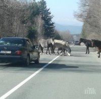 Табун диви коне заприщи подбалканския път (СНИМКА)