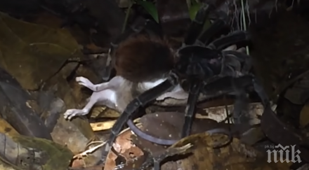 шаш паяк птицеяд изяде опосум видео