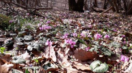 засилени проверки търговия защитени видове пролетни цветя