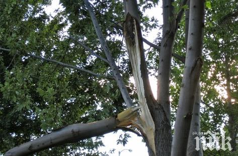 Затвориха парковете в Париж заради силен вятър