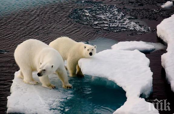 Белите мечки изчезват заради глобалното затопляне