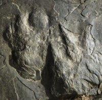 Динозавърски следи бяха открити в национален парк в САЩ