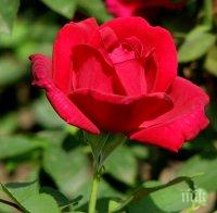 ДЕН ГОДИНА ХРАНИ: 5 кинта за роза за 8 март в Благоевград