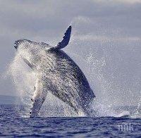 Бейби бум на гърбатите китове 