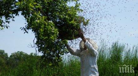 пчеларите молят нова студена вълна