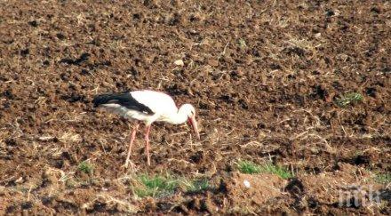 пролетта долетяха първите щъркели снимки